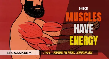 Bicep Muscles: Energy Storage or Something Else?