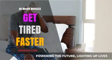 Muscle Fatigue: Do Larger Muscles Tire More Quickly?