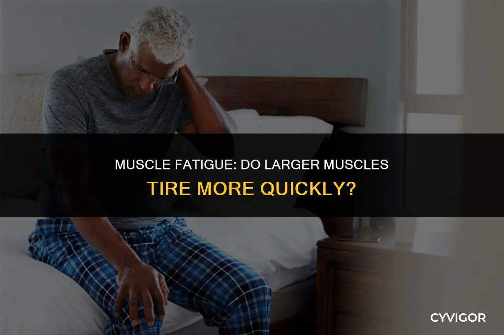 do bigger muscles get tired faster