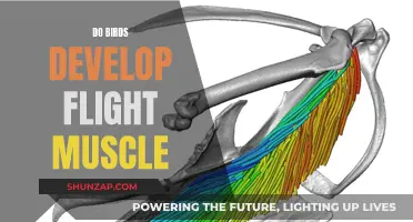 How Birds Develop Their Flight Muscles