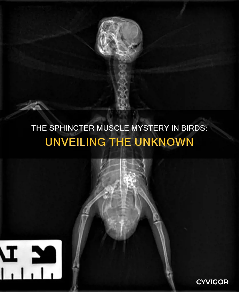 do birds have sphincter muscles