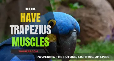 The Trapezius Muscle: Friend or Foe to Birds?