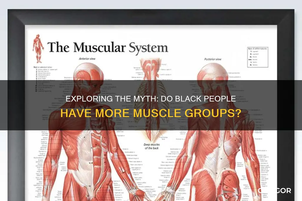 do black people have more muscle group