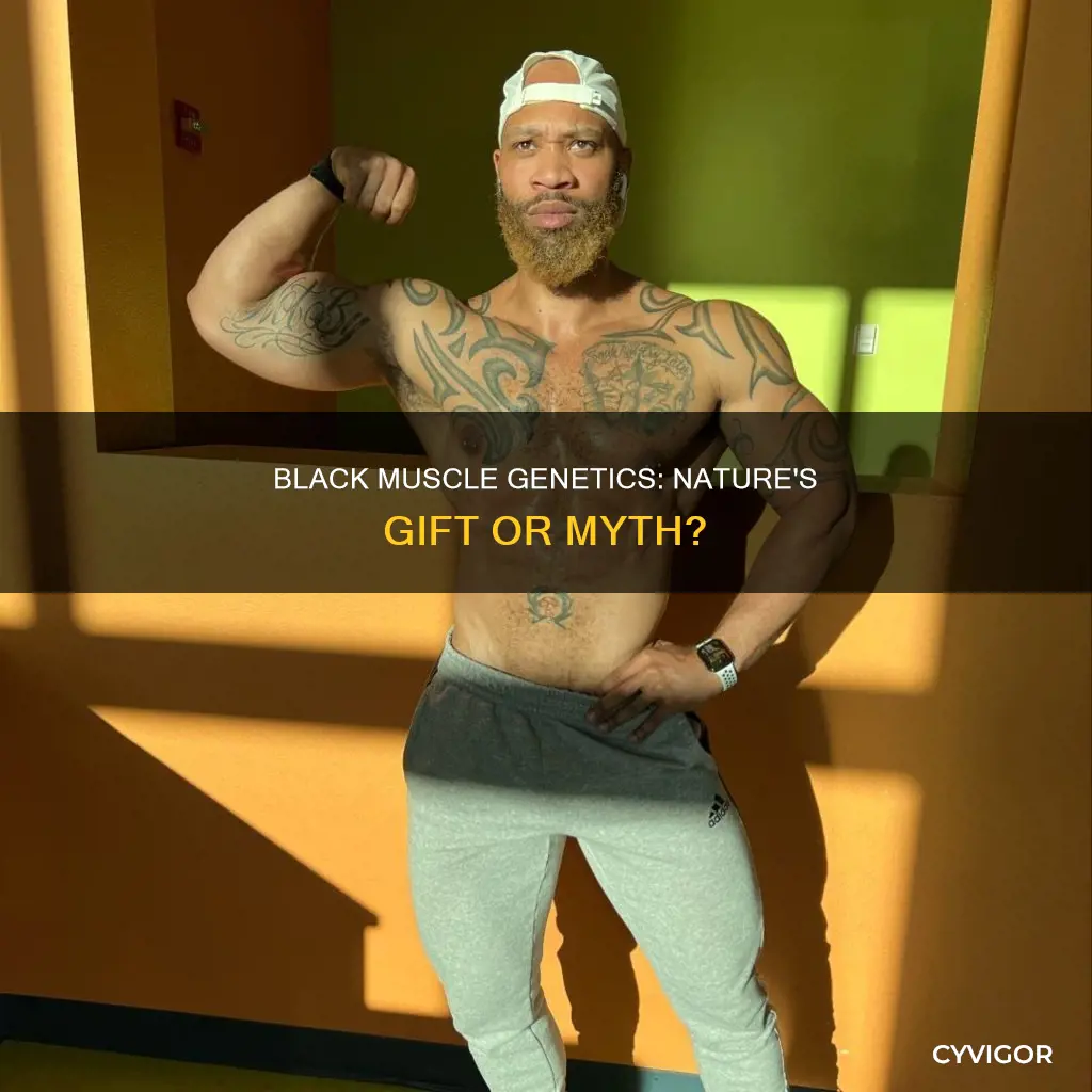 do blacks have natural muscles