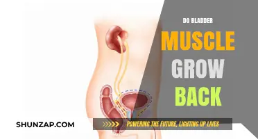 Rebuilding Strength: Can Bladder Muscles Regenerate After Damage?
