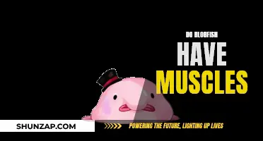 Exploring the Muscular System of the Blobfish Species