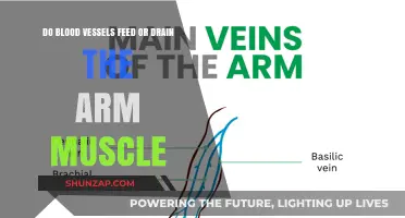 How Blood Vessels Supply and Drain Arm Muscles: A Detailed Look