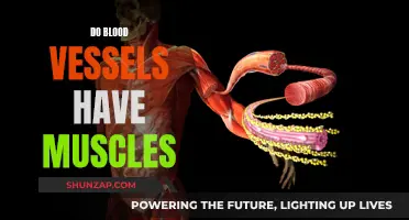 Muscular Nature of Blood Vessels Explained
