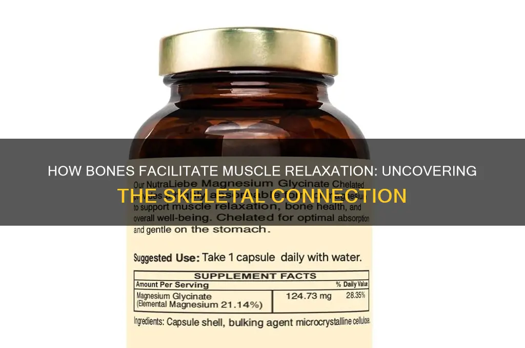 do bones allow muscles to relax