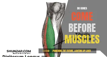 The Bone-Muscle Conundrum: Which Comes First?
