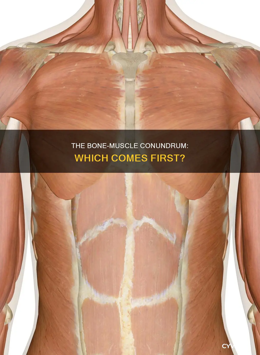 do bones come before muscles