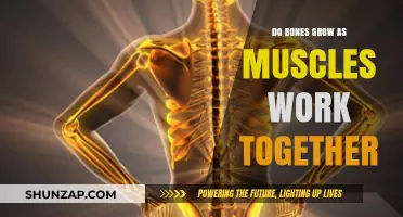 How Muscles and Bones Collaborate to Enhance Growth and Strength