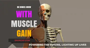 Do Bones Grow with Muscle Gain? Unraveling the Bone-Muscle Connection