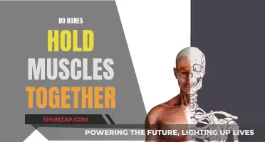 How Bones and Muscles Work Together