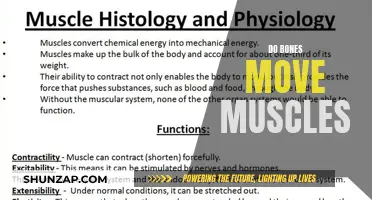 How Bones and Muscles Work Together