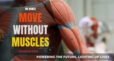 How Bones Move Without Muscles: The Mystery Explained