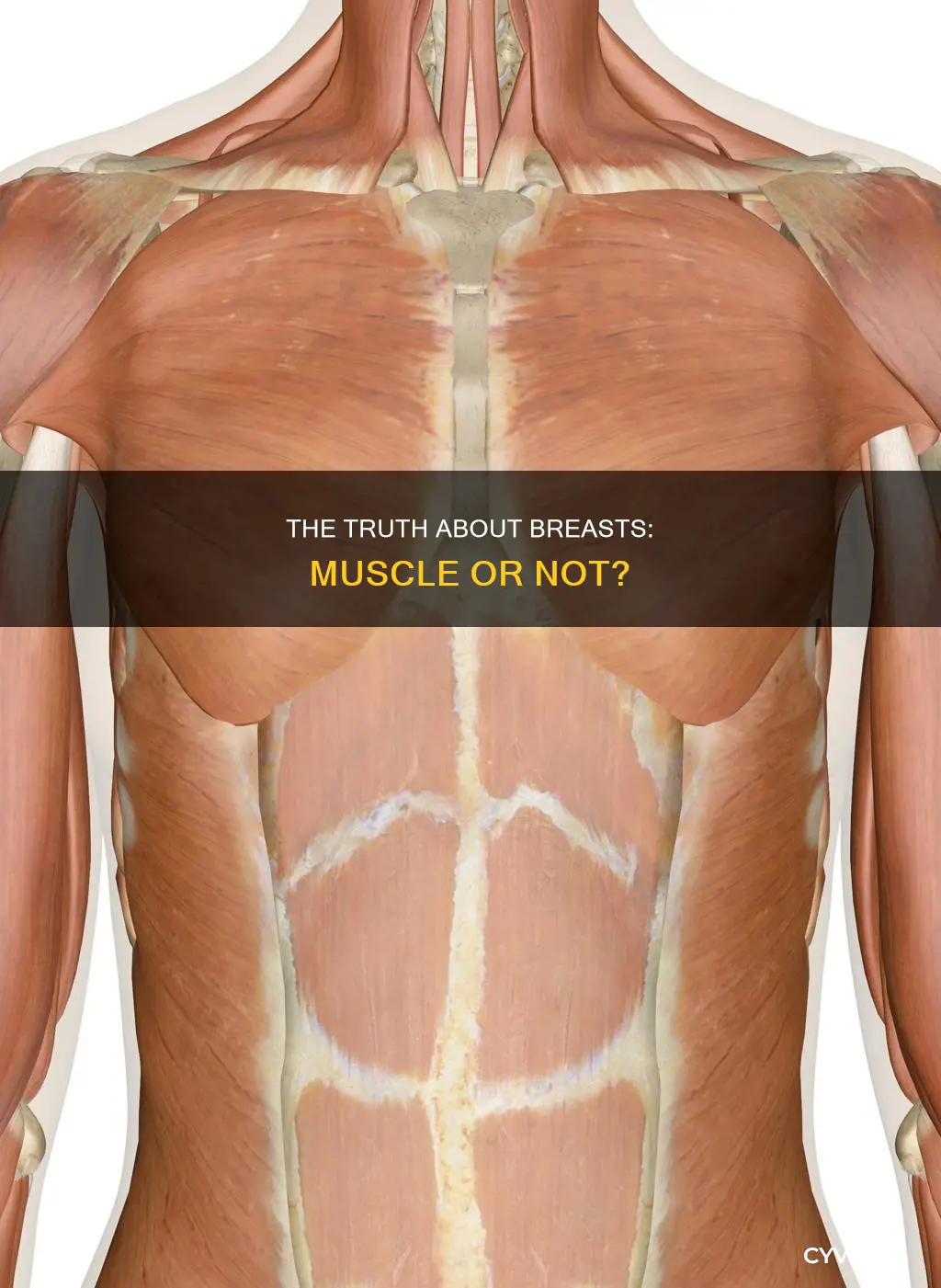 do boobs have muscle