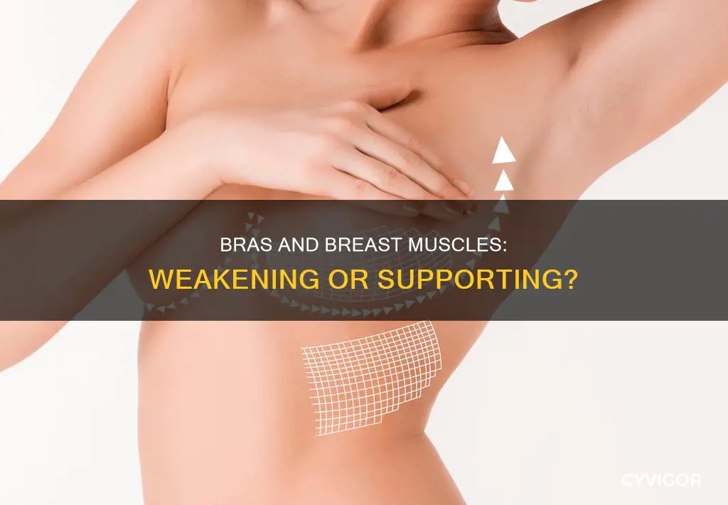 do bras weaken breast muscles