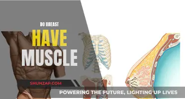 The Muscular Truth About Breasts