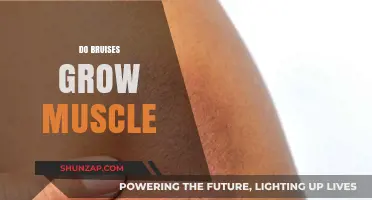Do Bruises Build Muscle? Debunking Fitness Myths and Facts