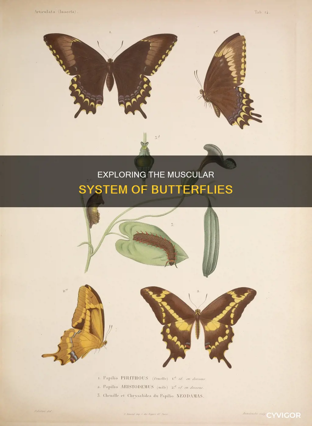 do butterflies have muscles
