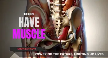Gluteus Maximus: Uncovering the Muscles Behind the Buttocks