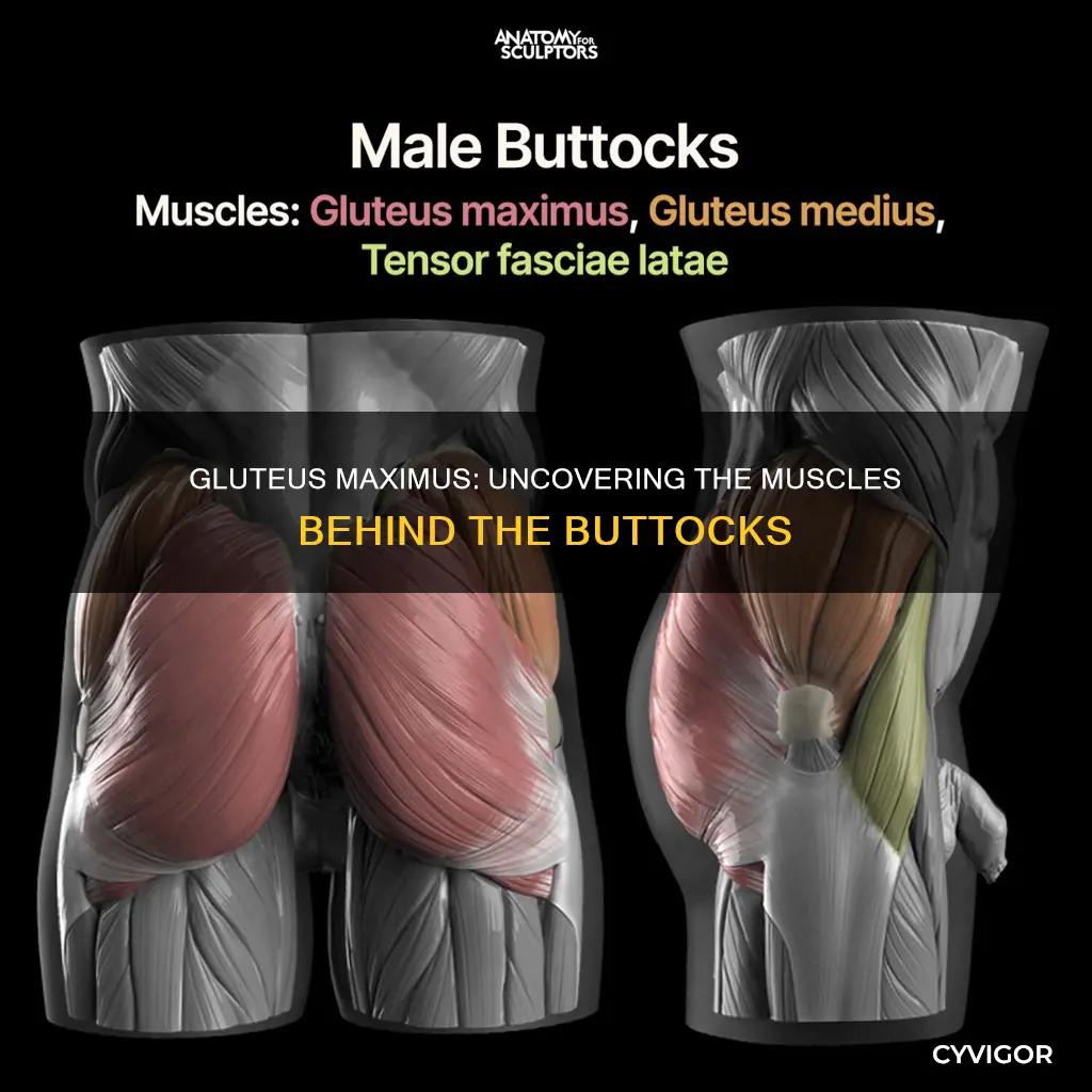do butts have muscle