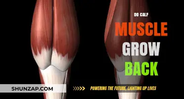 Rebuilding Strength: Can Calf Muscles Regenerate After Injury?