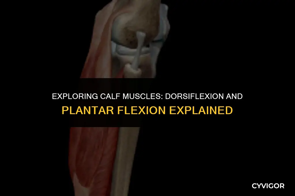 do calf muscles do dorsiflex dorsiflexion and plantar flexion