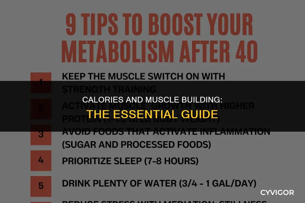 do calories matter when building muscle