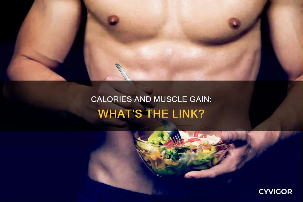 do calories turn into muscle