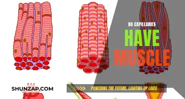 Capillaries and Muscle: What's the Connection?