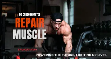 Carbohydrates: Muscle Repair and Growth Fuel