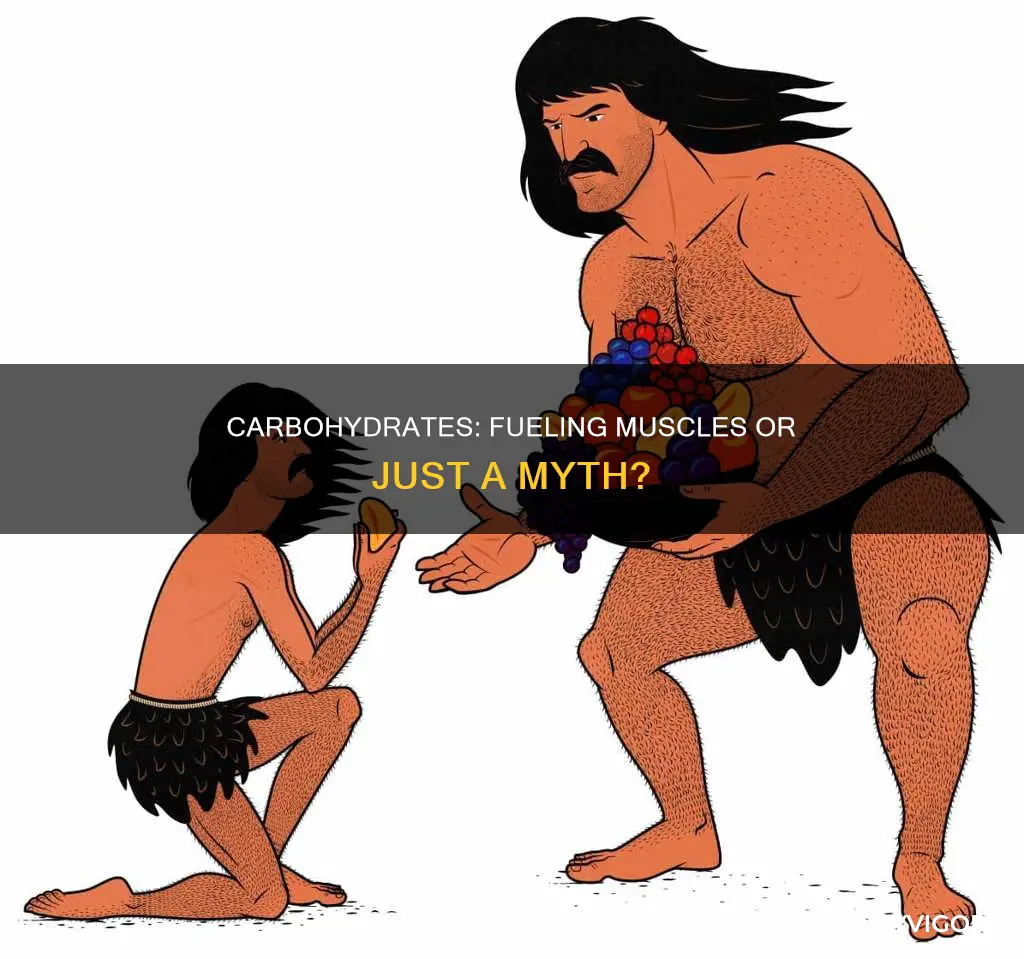 do carbohydrates turnin to muscle
