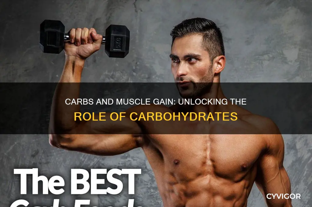 do carbs gain muscle