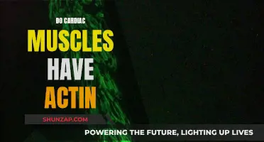 Cardiac Muscle Composition: Actin's Role and Function