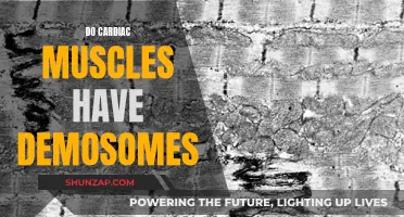 Demosomes in Cardiac Muscles: What's the Deal?