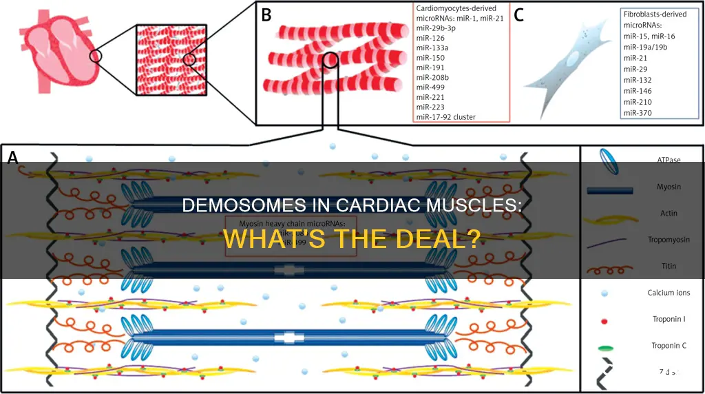 do cardiac muscles have demosomes