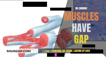 The Cardiac Muscle Mystery: Do They Have Gaps?