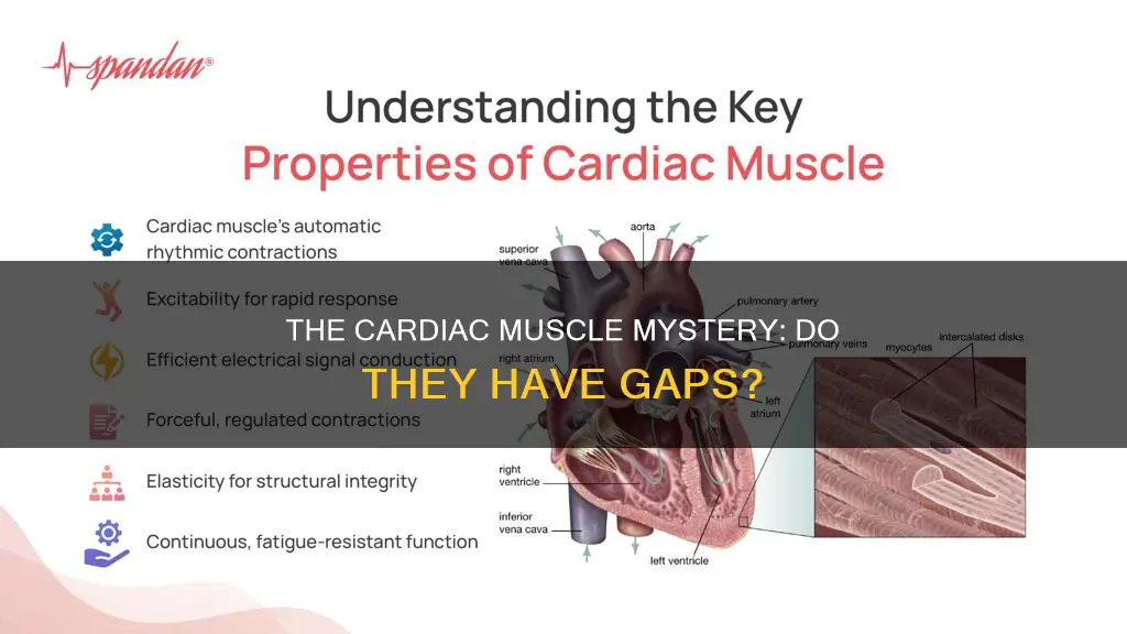 do cardiac muscles have gap