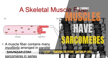 Sarcomeres in Cardiac Muscles: What's the Deal?