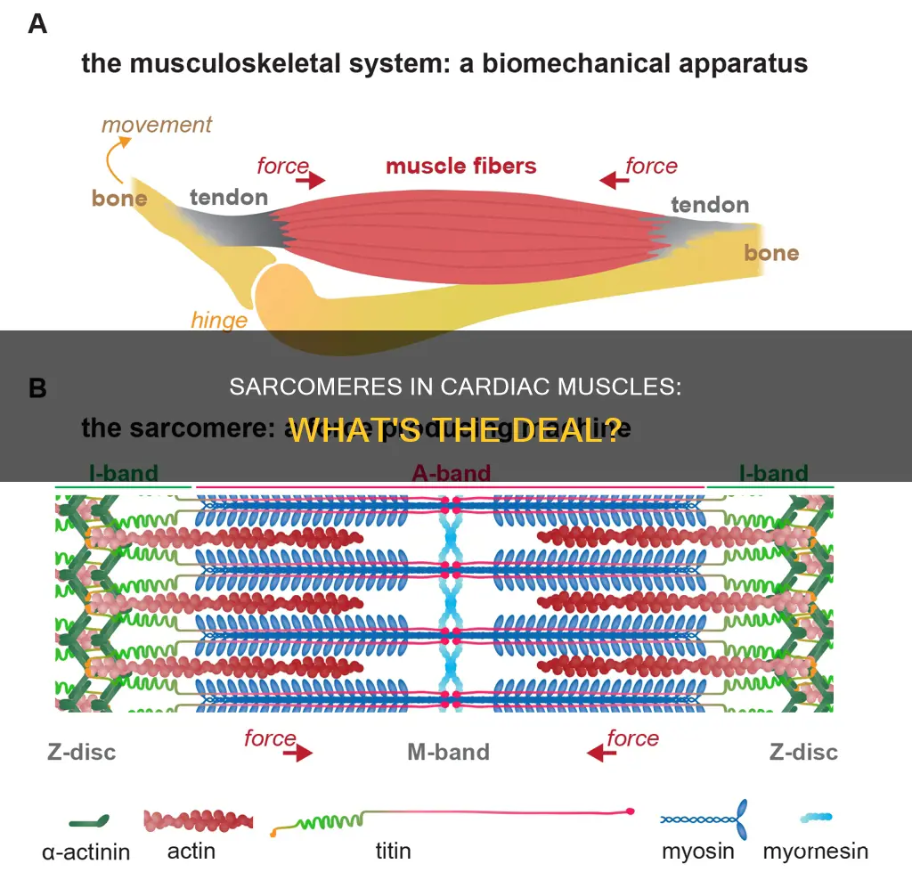 do cardiac muscles have sarcomeres