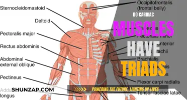 Exploring Cardiac Muscle Triads: Understanding Their Unique Structure