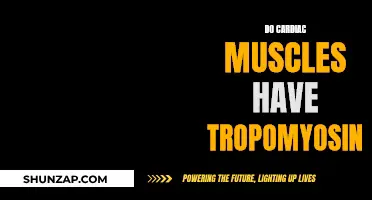 Tropomyosin in Cardiac Muscles: What's the Deal?