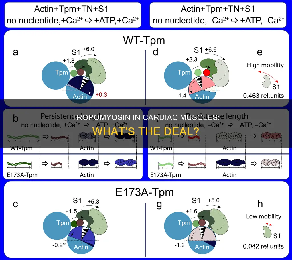 do cardiac muscles have tropomyosin