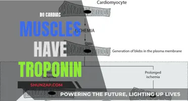 Cardiac Muscle Troponin: What You Need To Know