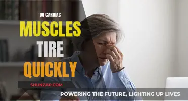 Cardiac Muscles: Quick Fatigue and Recovery Explained
