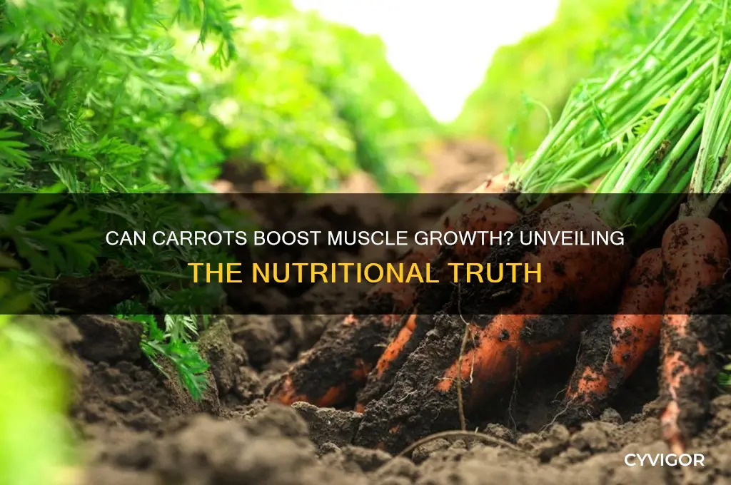 do carrots help you gain muscle