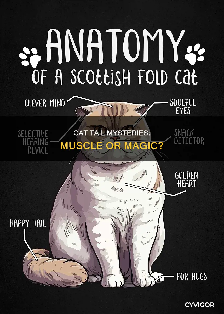 do cat tails have muscle