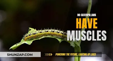 Caterpillars' Muscular System: Understanding Their Movement